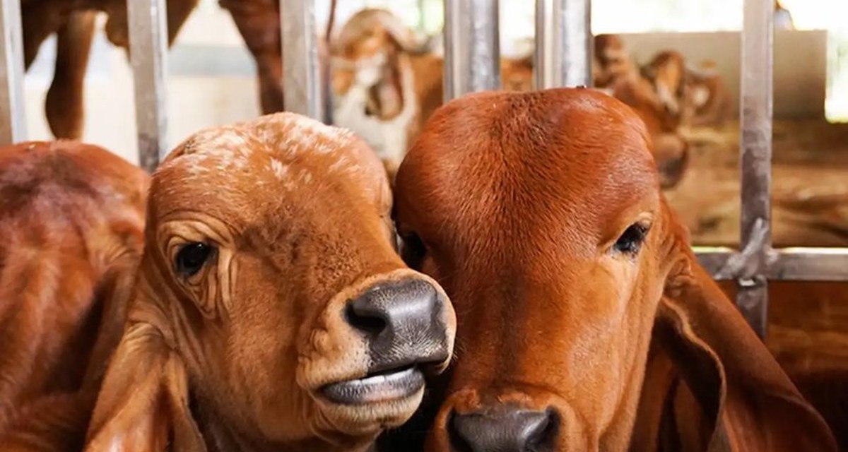 Desi calves at Sri Ruju Yogi Vadiraja Mandira & Gaushale, Chintamani