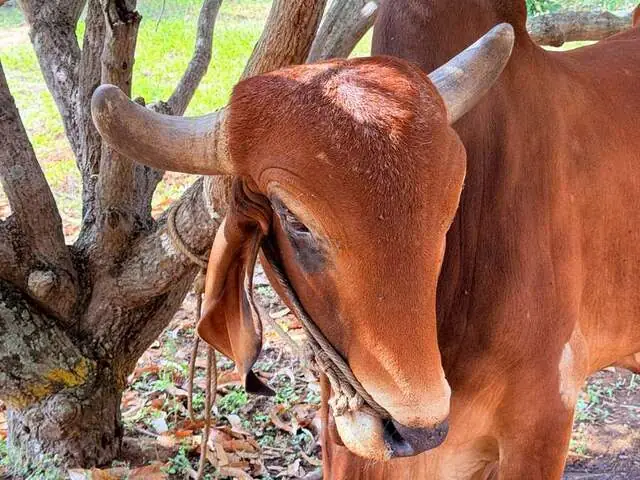 Arjuna, a Desi bull at Ruju Yogi Gaushale, Thinakallu, Chintamani