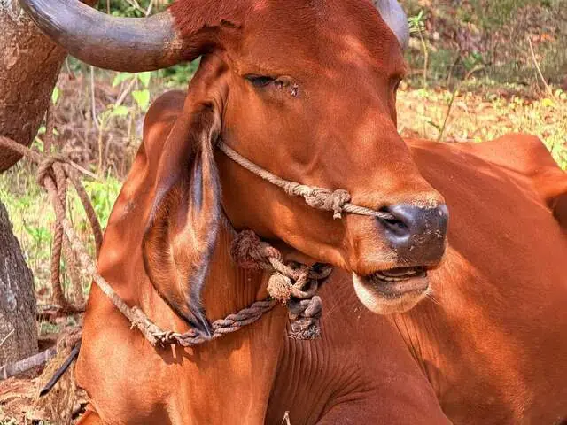 Bhairavi, a Desi cow at Ruju Yogi Gaushale, Thinakallu, Chintamani