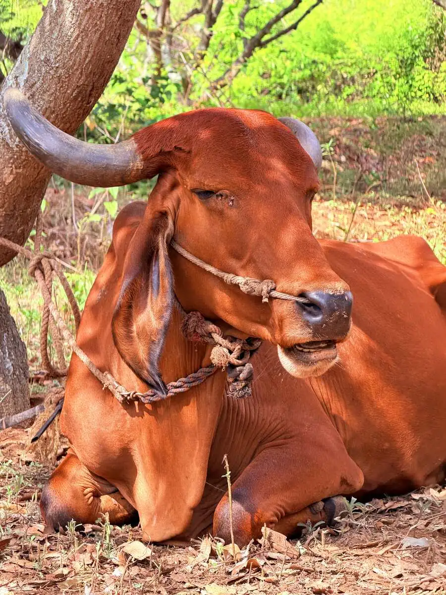 Bhairavi