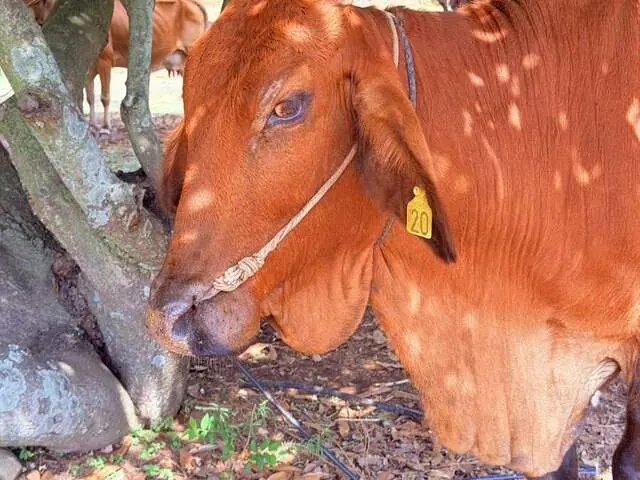 Bharati, a Sahiwal cow at Ruju Yogi Gaushale, Thinakallu, Chintamani