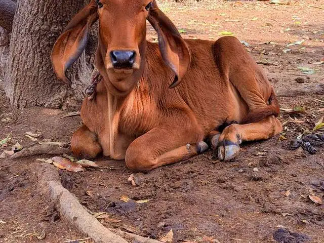 Gange, a Gir calf, daughter of Bhairavi, at Ruju Yogi Gaushale, Thinakallu, Chintamani