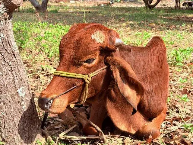 Gavya, a Desi young bull, son of Godavari, at Ruju Yogi Gaushale, Thinakallu, Chintamani