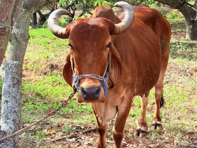 Godavari, a Desi cow at Ruju Yogi Gaushale, Thinakallu, Chintamani