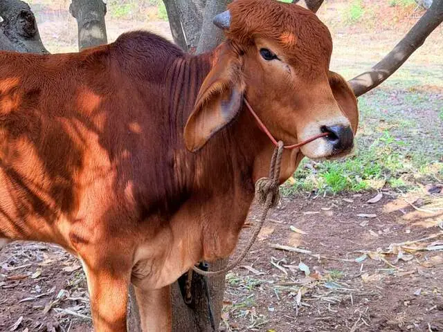 Gopi, a Gir young bull, son of Bharati, at Ruju Yogi Gaushale, Thinakallu, Chintamani