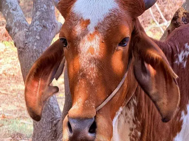 Kapila, a Desi cow at Ruju Yogi Gaushale, Thinakallu, Chintamani
