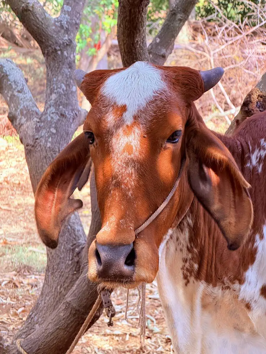 Kapila