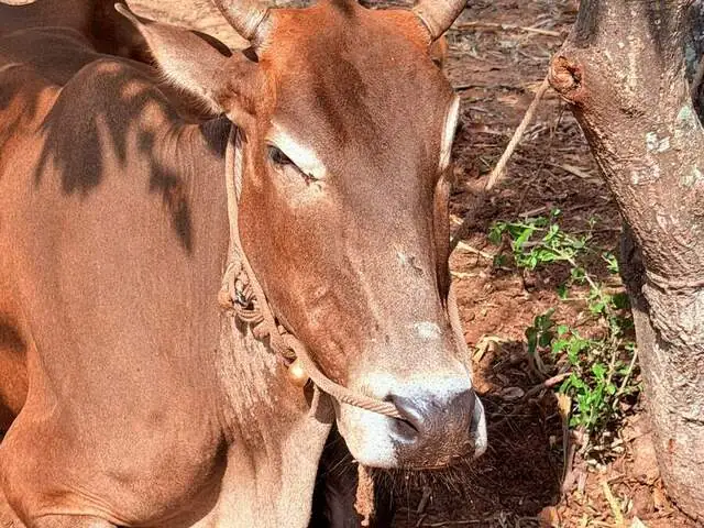Kaveri, a Sahiwal cow at Ruju Yogi Gaushale, Thinakallu, Chintamani