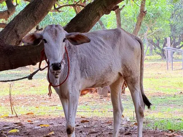 Lakshmi, a Desi calf, daughter of Sindhu, at Ruju Yogi Gaushale, Thinakallu, Chintamani