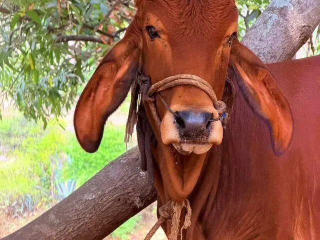 Laatavya, a Gir young bull, son of Bharati, at Ruju Yogi Gaushale, Thinakallu, Chintamani