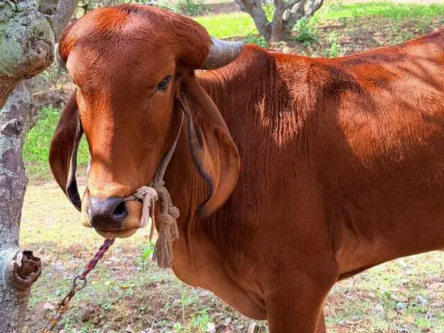 Narmada, a Gir cow, daughter of Bhairavi, at Ruju Yogi Gaushale, Thinakallu, Chintamani