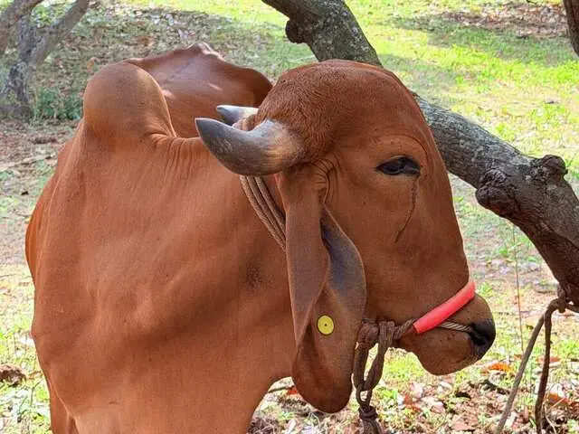 Payaswini, a Desi cow at Ruju Yogi Gaushale, Thinakallu, Chintamani
