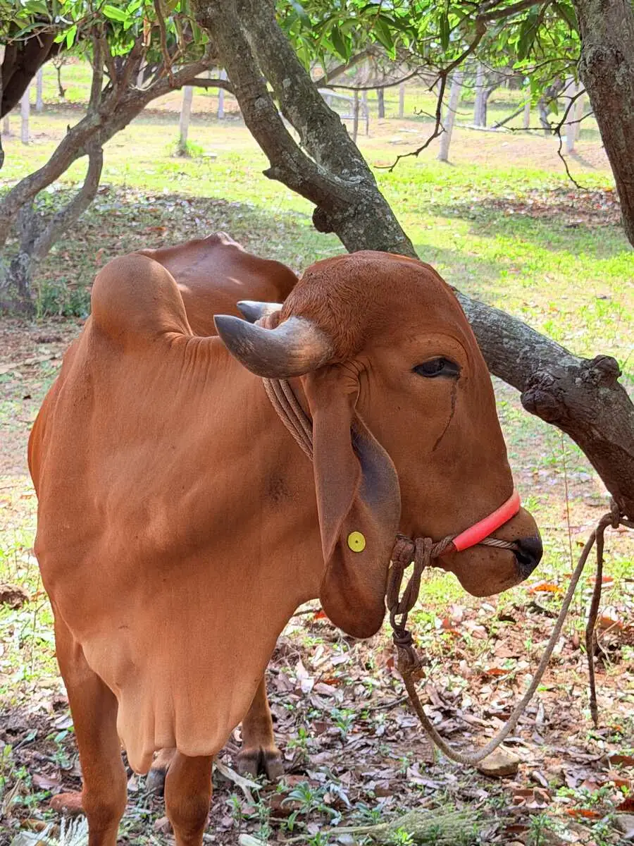 Payaswini