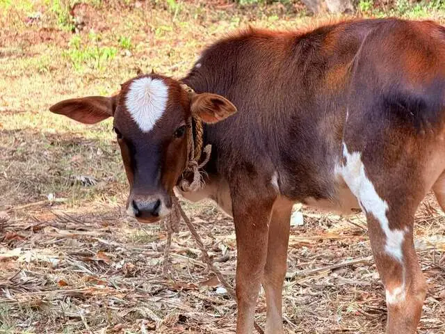 Saraswati, a Malnad Gidda calf, daughter of Smriti, at Ruju Yogi Gaushale, Thinakallu, Chintamani