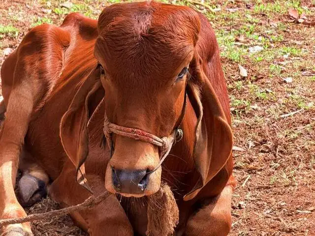 Vaktavya, a Gir young bull, son of Bhairavi, at Ruju Yogi Gaushale, Thinakallu, Chintamani