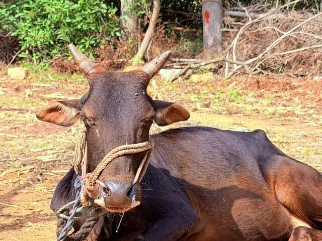 Shruti, a Malnad Gidda cow at Ruju Yogi Gaushale, Thinakallu, Chintamani