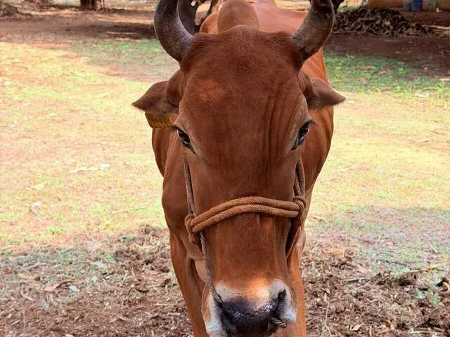 Sindhu, a Sahiwal cow at Ruju Yogi Gaushale, Thinakallu, Chintamani