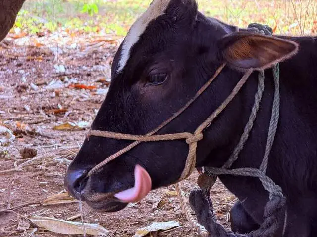 Smriti, a Malnad Gidda cow at Ruju Yogi Gaushale, Thinakallu, Chintamani
