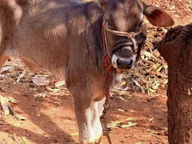 Vaishnavi, a Desi calf, daughter of Kaveri, at Ruju Yogi Gaushale, Thinakallu, Chintamani