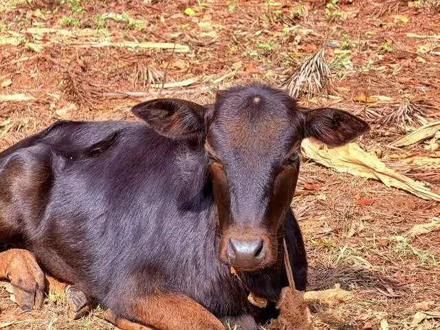 Yamuna, a Malnad Gidda calf, daughter of Shruti, at Ruju Yogi Gaushale, Thinakallu, Chintamani